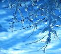 Zen Blu Winter